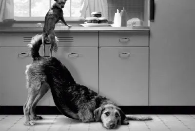 animales