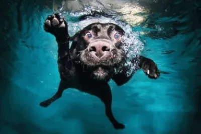 animales
