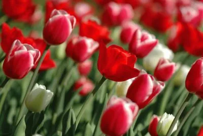 Tulipans jigsaw puzzle