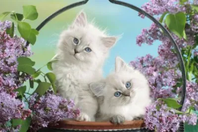 Blue Eyes and Blossom