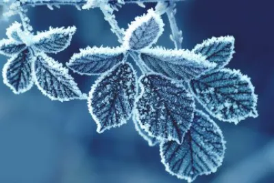 Frozen Leaves jigsaw puzzle