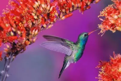 Hummingbird jigsaw puzzle