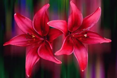 Flowers jigsaw puzzle