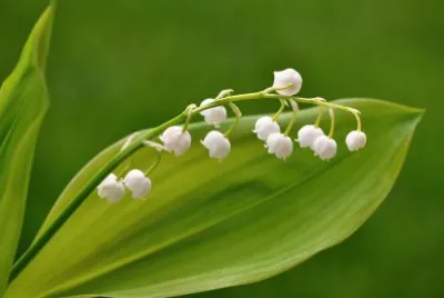 Lily of the Valley jigsaw puzzle