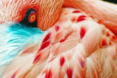 Resting Flamingo