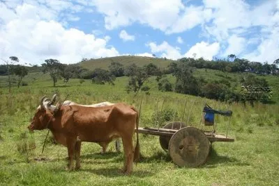 carro de boi