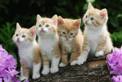 GATITOS