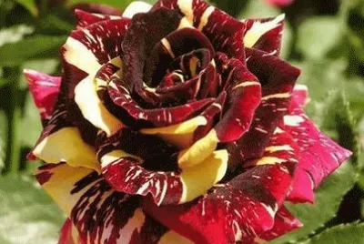 Rosa multicolor