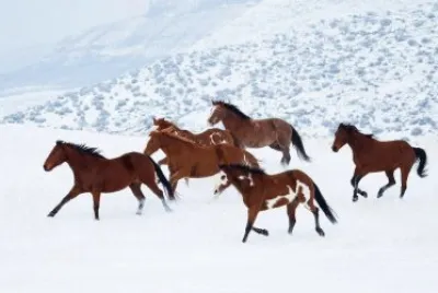Cavalos na neve