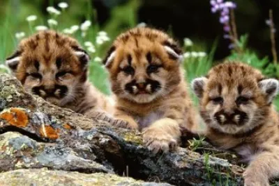 cachorritos de tigres