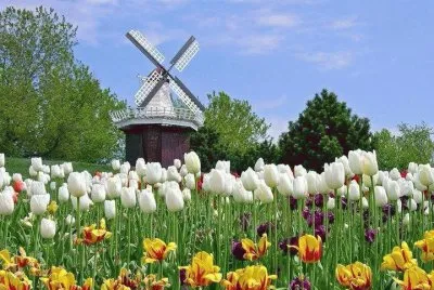 White tulips