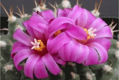 Cactus flower jigsaw puzzle