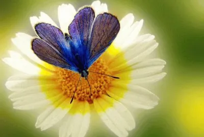Beautiful  Butterfly jigsaw puzzle