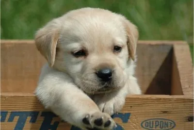 Puppy jigsaw puzzle