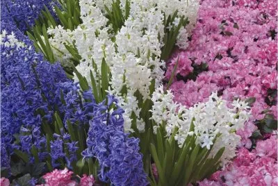 Hyacinths jigsaw puzzle