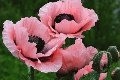 Poppies jigsaw puzzle