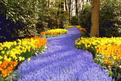 Lilac Pathway of Splendor