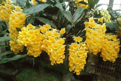 orquidea