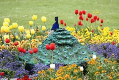 pavÃ£o