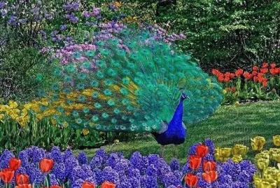 pavÃ£o