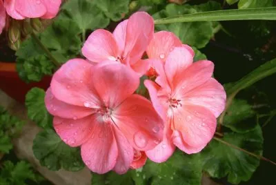 Gerani jigsaw puzzle