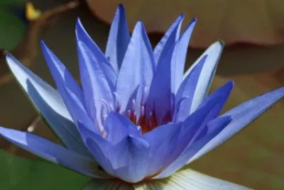 Blue Lotus