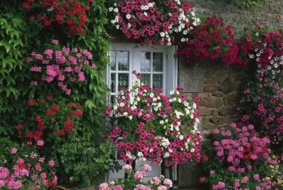 flores