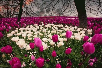 flores