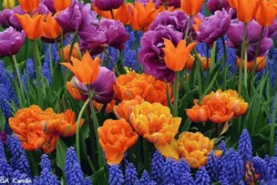flores