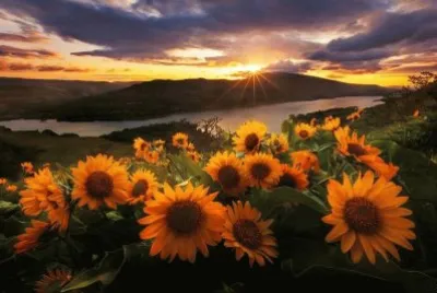 girasol