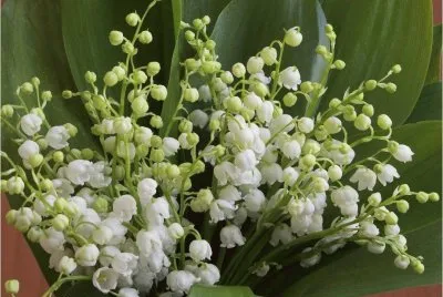 Lilly of the Valley jigsaw puzzle