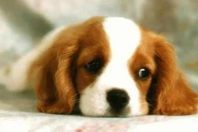 big eye puppy