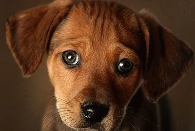 cachorros