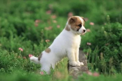 perrito en el campo
