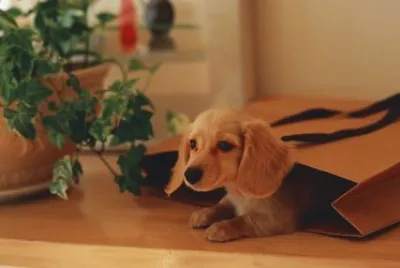 perrito