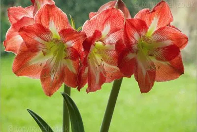 Amaryllis jigsaw puzzle