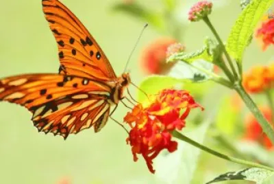 Orange Butterfly jigsaw puzzle