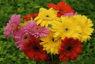 Gerberas coloridas jigsaw puzzle