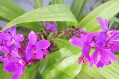 Beautiful Orchid jigsaw puzzle