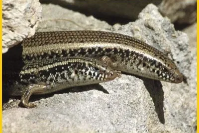 Gongilo