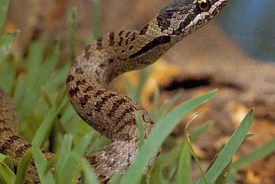 Colubro liscio