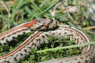 Colubro leopardino