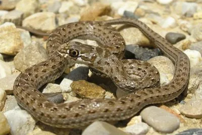 Colubro lacertino