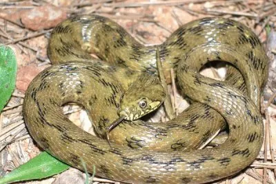 Natrice viperina