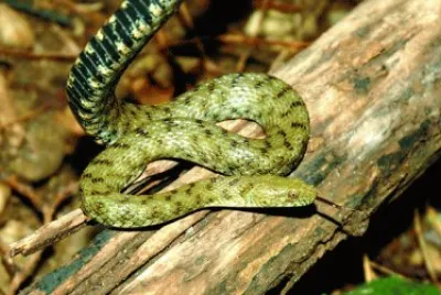 Natrice tessellata