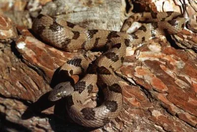 Serpente gatto