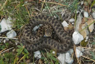 Vipera dell ' Orsini