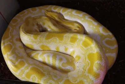 pitone reale albino