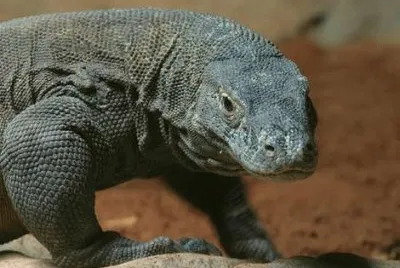 Drago di Komodo