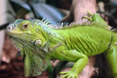 Iguana